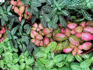 Fittonia Albivenis: A Beautiful and Easy-to-Grow Houseplant