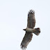 9月21日絵鞆半島の渡り鳥、ハチクマが飛びました。