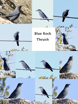 Blue Rock-Thrush