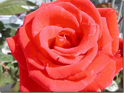Flores I