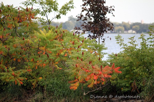 IMG_8263 Sumacs