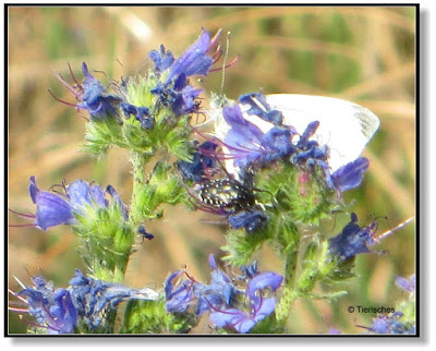 Blüte mit Schmetterling