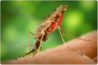 Leishmaniasis Treatment