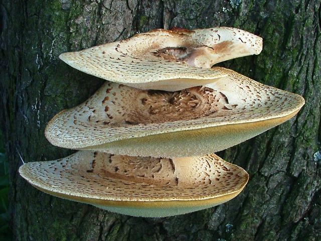 Polyporus squamosus