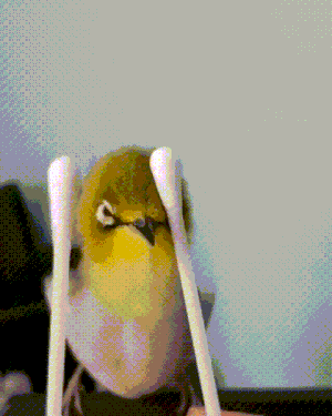 鳥 おもしろくてカワイイgif画像 まとめ 23枚 Galnesoft 鳥 おもしろくてカワイイgif画像 まとめ 23枚 Galnesoft