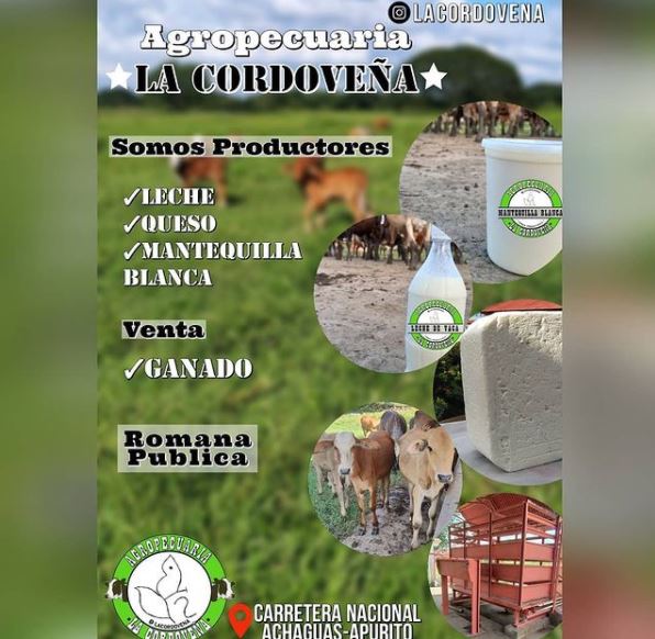 APURE: Agropecuaria “La Cordoveña” de apurito vende al mayor y detal; leche de vaca, queso blanco y mantequilla llanera. (FOTOS).