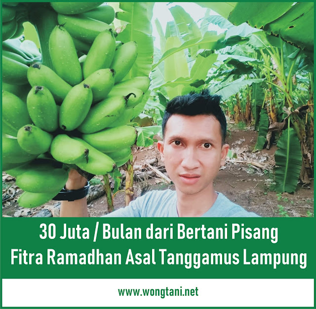 petani pisang sukses