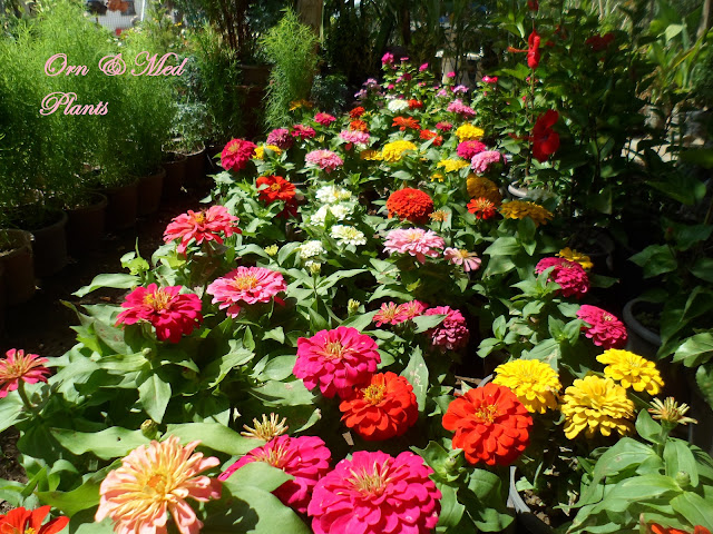 أزهار الزينيا Zinnia elegans