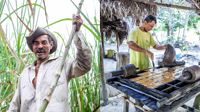 El Dulce Esfuerzo del Campo Colombiano: Panela y Caña de Azúcar