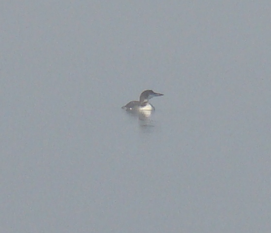 common loon nest. pictures house Common loons