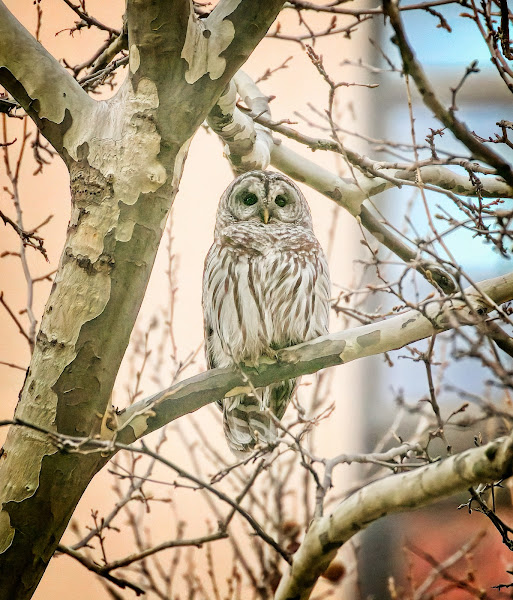 Barred owl in Bryant Park