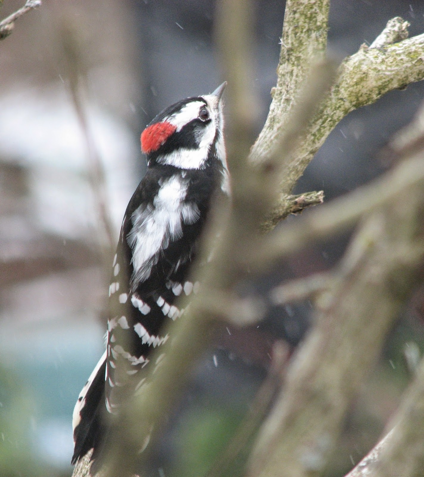 Downy Hairy Woodpecker Bird Photos South Burlington Vermont