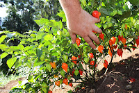 Amora | Framboesa | Mirtilo | Physalis | Pimentas  Produção Orgânica | Vendas para Rio Janeiro 