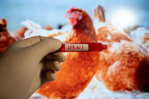 Gripe aviária em aves comerciais e selvagens no Peru , alerta OMS