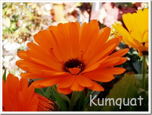 calendulas3