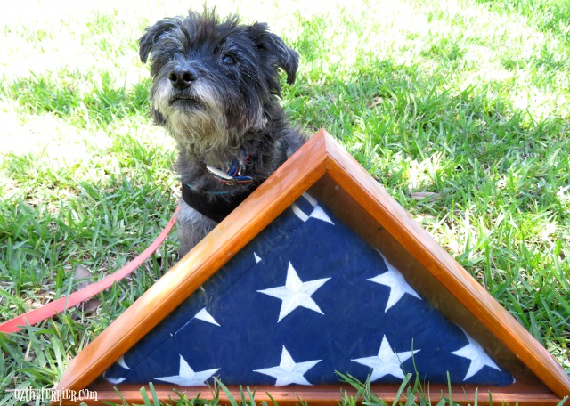 oz folded us flag for memorial day remembrance