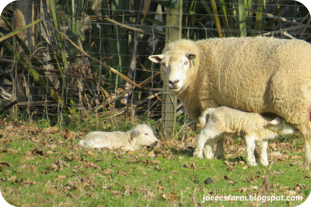 Lambing Time 2015