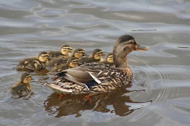 Stockentenmutter mit 6 Kleinen Entenkindern