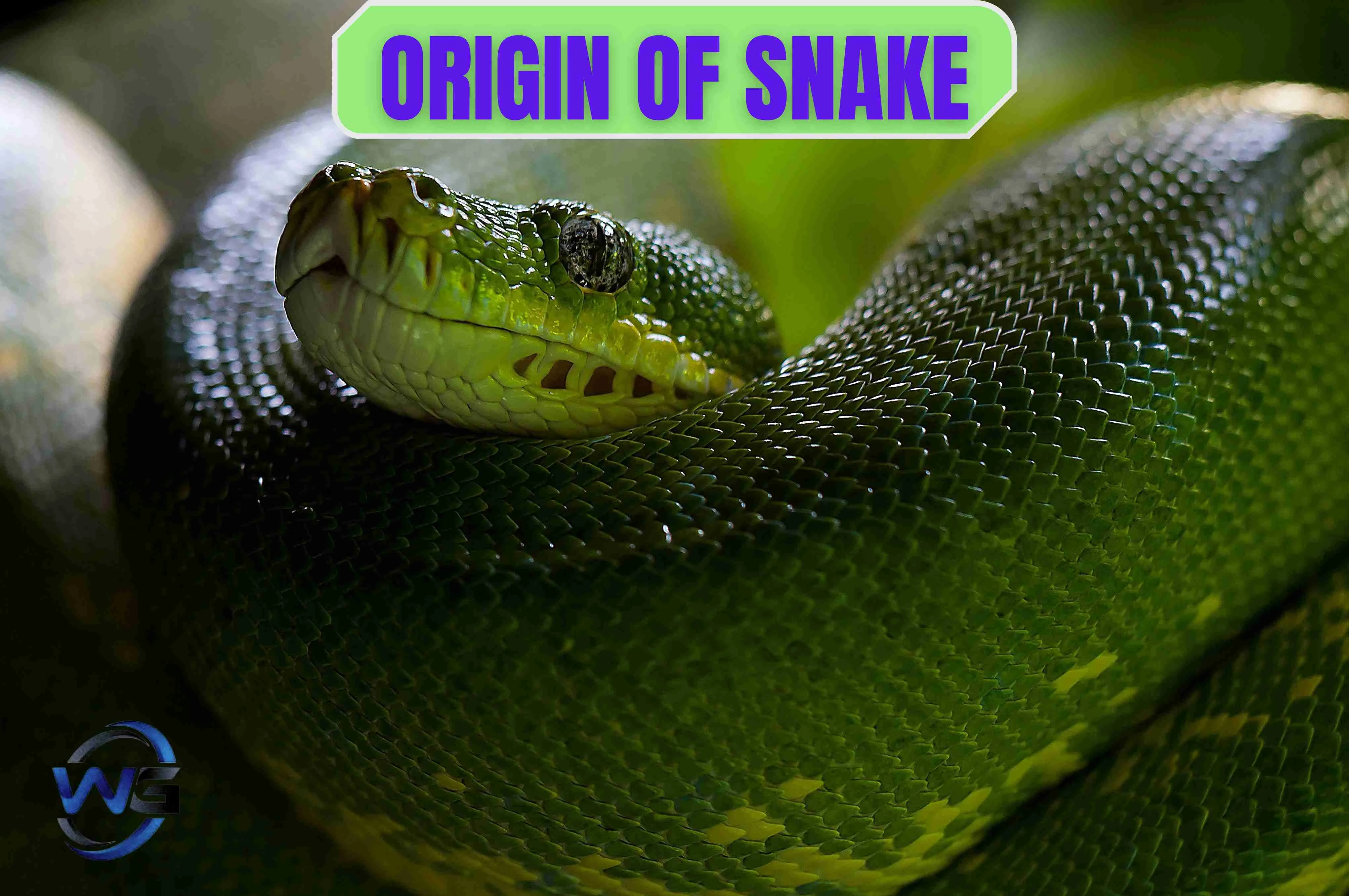 a green snake with a white text above it