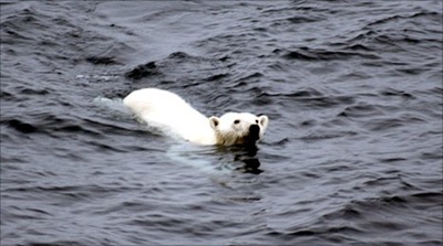 polar_bear