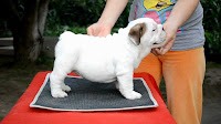 Bulldog Puppy Training