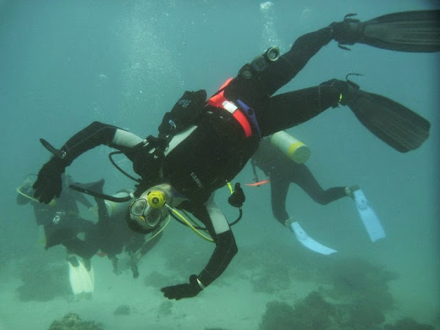 diving great barrier coral reef