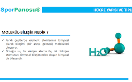 Spor Anatomisine Giriş