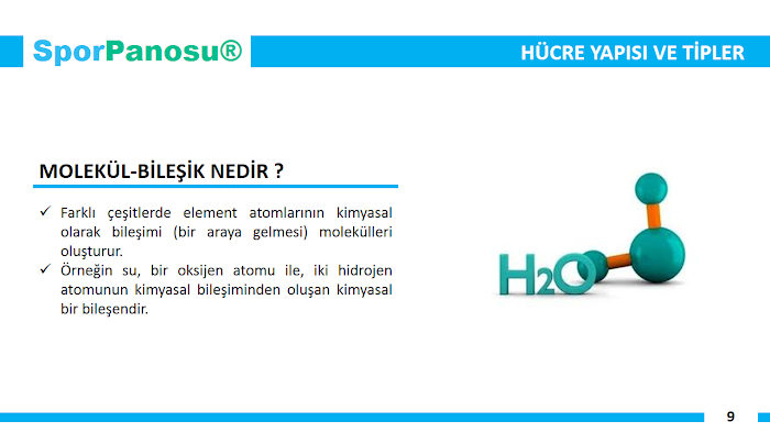 Spor Anatomisine Giriş