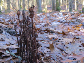 indian pipe seed heads
