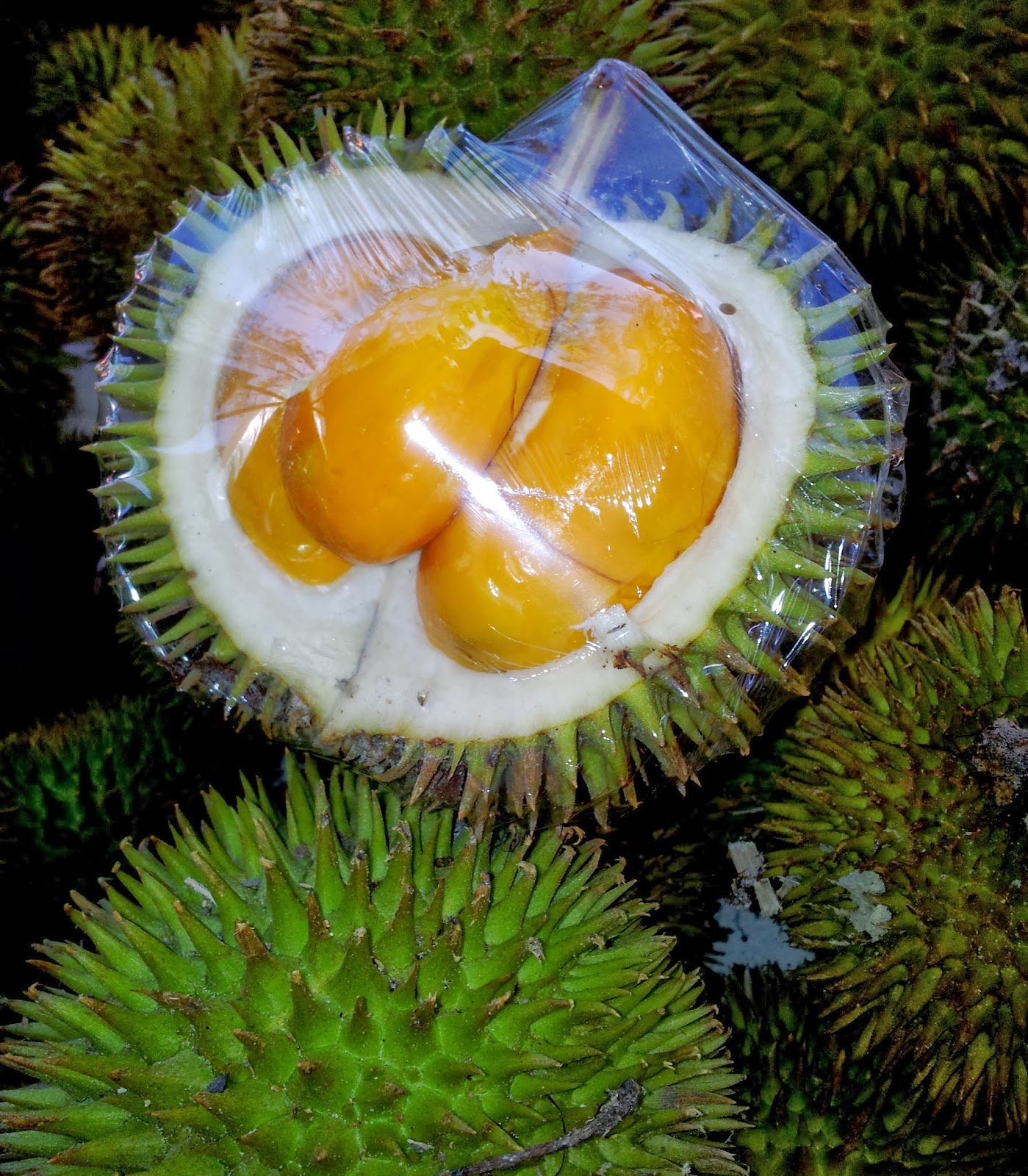 My Sarawak 3rd Ed Durian  stops