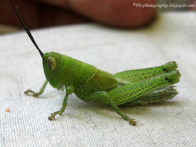 Baby Grasshoppers