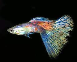 Ikan Guppy Multicolor