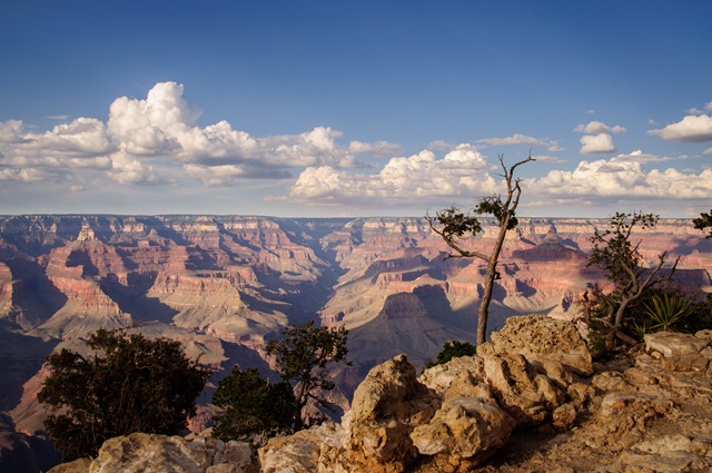 Arizona 529