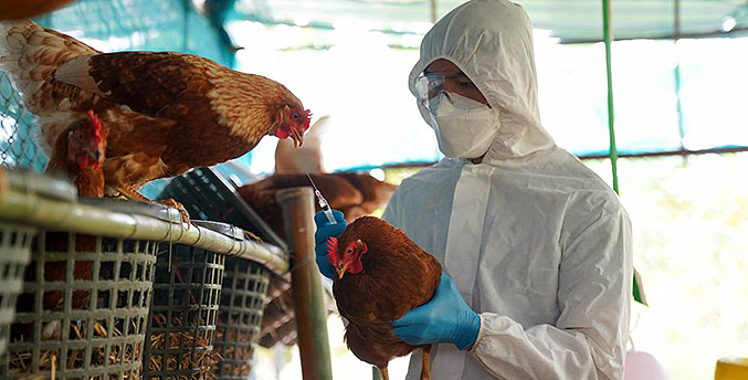 Hay que mejorar vigilancia epidemiológica por la gripe aviar