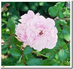 rosefold