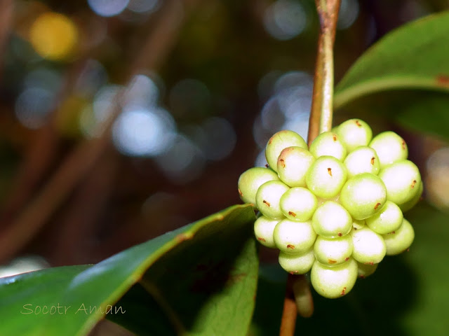 Kadsura japonica