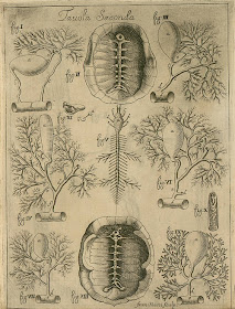 Turtle anatomy engraving - 1687