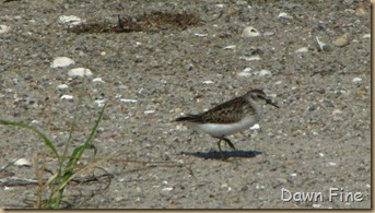 Birding south beach_078