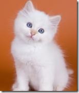 white-kitten