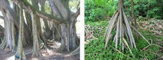 Evolution of Tree Roots