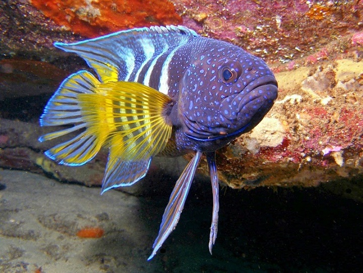 Bagaimana Cara Ikan Berenang dan Berbelok Dalam Air?