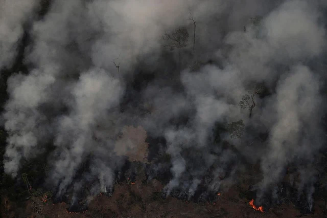 Pagkasunog ng Amazon Rainforest:  Isang Pandaigdigang Trahedya