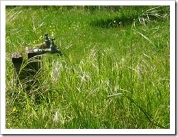 robinet dans l'herbe