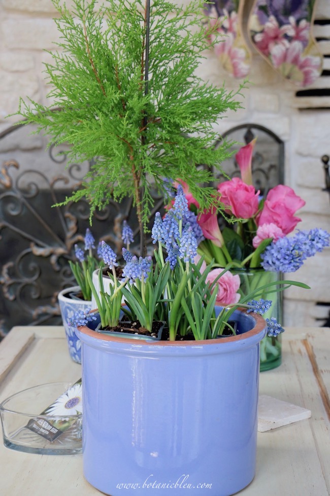 Spring blue muscari bulbs offer an abundant number of birthday flowers