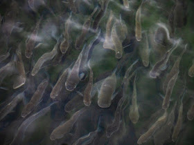 Photo of a close up of a section of the shoal of fish