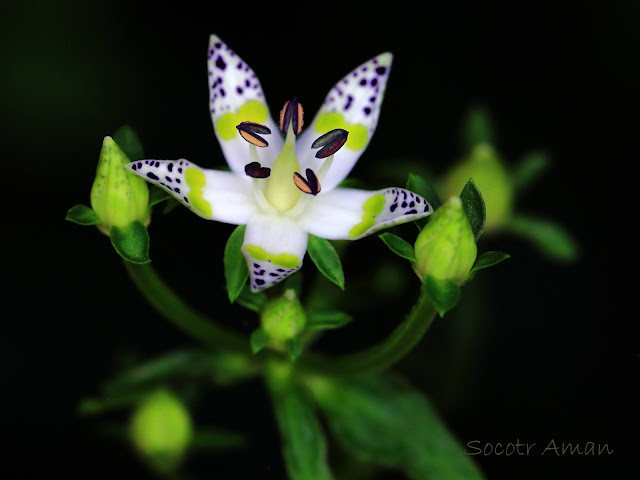 Swertia bimaculata