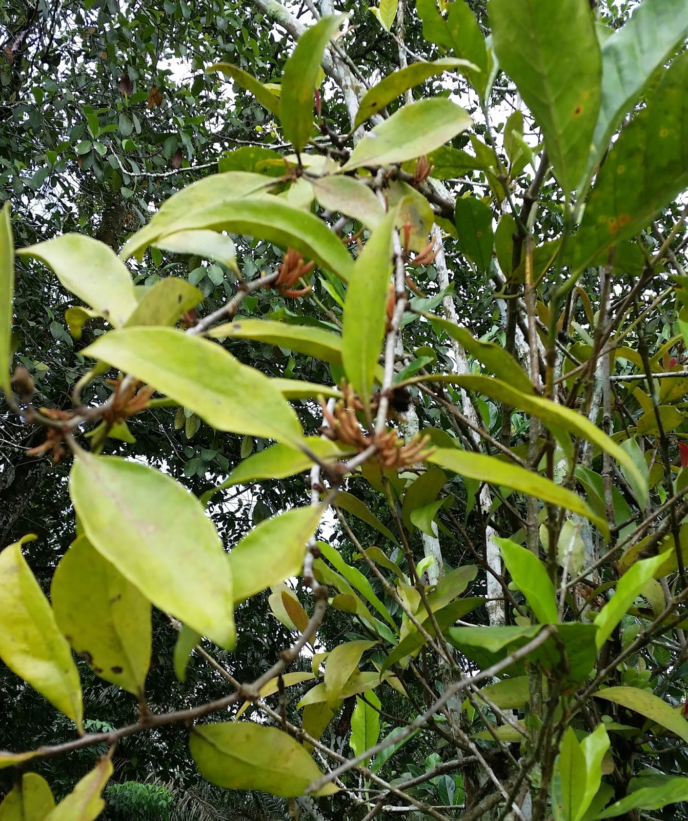 Warisan Petani: Pokok Dedalu