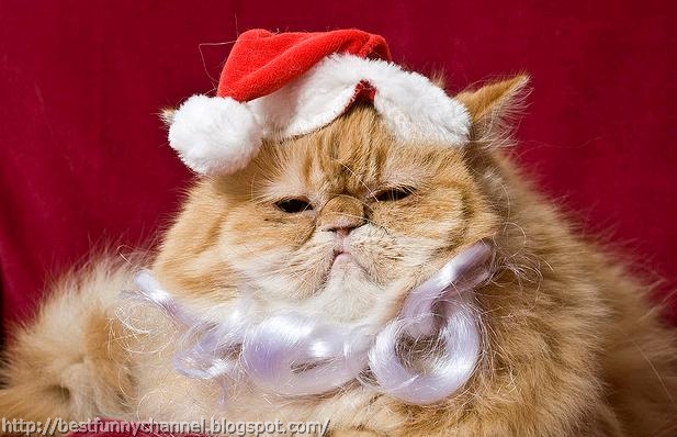 Cat in Christmas outfit.