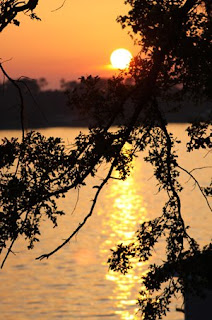 branch obscuring sunset