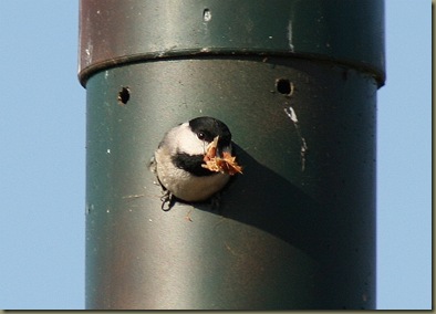 ~Chickadee6